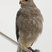 Gray Hawk